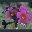 Picture of Primula calderiana purple-flowered
