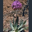 Picture of Primula chionantha subsp. sinopurpurea