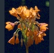 Picture of Primula florindae