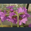 Picture of Primula jesoana