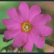 Picture of Primula polyneura