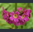 Picture of Primula wilsonii var. wilsonii