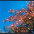 Picture of Sorbus aff. vilmorinii