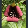 Picture of Trillium erectum red-flowered