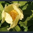 Picture of Paeonia daurica subsp. mlokosewitschii (seed grown)