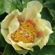 Picture of Paeonia mlokosewitschii (seed grown)