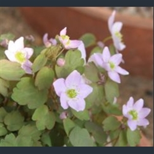Picture of Anemonella thalictroides