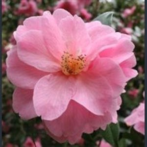 Picture of Camellia x williamsii 'Donation'
