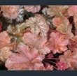 Picture of Heuchera 'Can-can'
