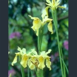 Picture of Iris forrestii bulleyana mix