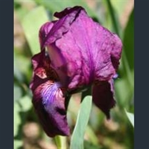 Picture of Iris 'Cyanea'