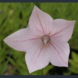 Picture of Platycodon grandiflorus pink-flowered