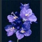 Picture of Polemonium caeruleum subsp. caeruleum f. album