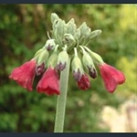 Picture of Primula sikkimensis red-flowered