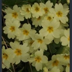 Picture of Primula vulgaris