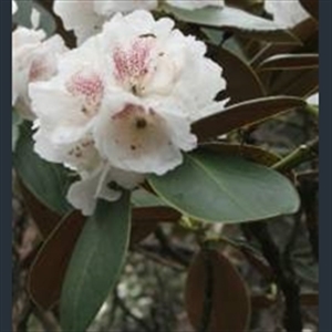 Picture of Rhododendron traillianum
