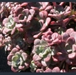 Picture of Sedum spathulifolium 'Purpureum'