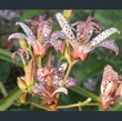 Picture of Tricyrtis formosana