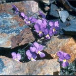 Picture of Viola bubanii