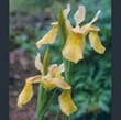 Picture of Iris forrestii bulleyana mix