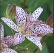 Picture of Tricyrtis formosana