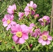 Picture of Paeonia rockii rich pink