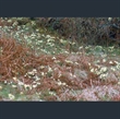 Picture of Primula vulgaris