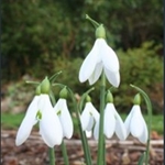 Picture of Galanthus 'Atkinsii'