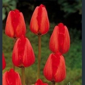 Picture of Tulipa 'Apeldoorn'