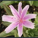 Picture for category Lewisia Brynhyfryd hybrids