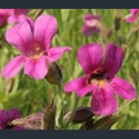 Picture for category Mimulus - large varieties