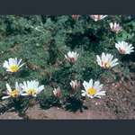 Picture of Anacyclus pyrethrum var. depressus