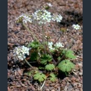 Picture of Androsace rotundifolia
