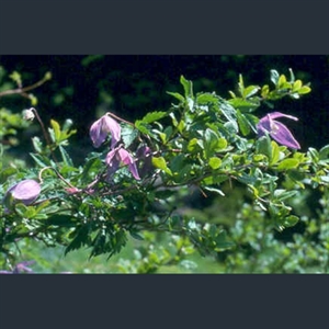 Picture of Clematis alpina