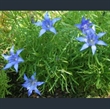 Picture of Gentiana paradoxa