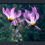 Picture of Primula (Dodecatheon) clevelandii