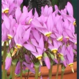 Picture of Primula (Dodecatheon) jeffreyi subsp. pygmaeum