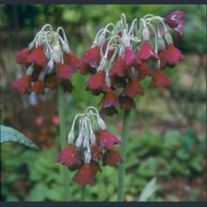 Picture of Primula alpicola var. violacea