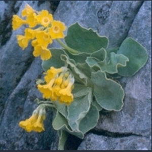 Picture of Primula auricula subsp. ciliolata
