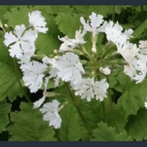 Picture of Primula sieboldii 'Snowflake'