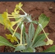 Picture of Primula (Evotochis) simensis