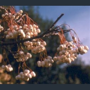 Picture of Sorbus aff. cashmiriana