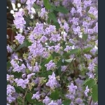 Picture of Thalictrum delavayi