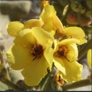 Picture of Verbascum delphicum