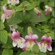 Picture of Erythranthe (Mimulus) naiandina