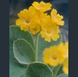 Picture of Primula auricula subsp. ciliolata