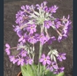 Picture of Primula halleri
