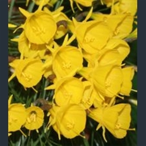 Picture of Narcissus bulbocodium subsp. obesus 'Diamond Ring'