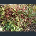 Picture of Sorbus poteriifolia