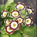 Picture for category Primula auricula cultivars